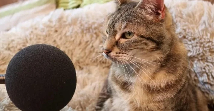 En yüksek sesle mırlama rekoru, tekir bir kedi tarafından kırıldı