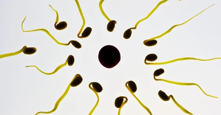 İnsan sperminin Newton'ın üçüncü hareket yasasını çiğnediği gözlemlendi