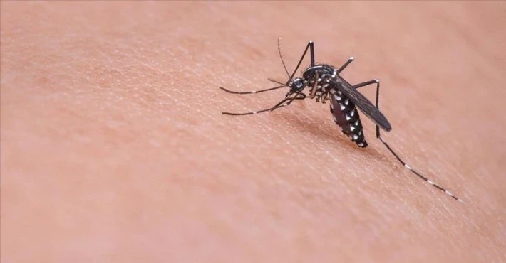 Tabipler Birliği, sivrisinekle mücadele için Sağlık Bakanlığı’nı acilen harekete geçmeye çağırdı