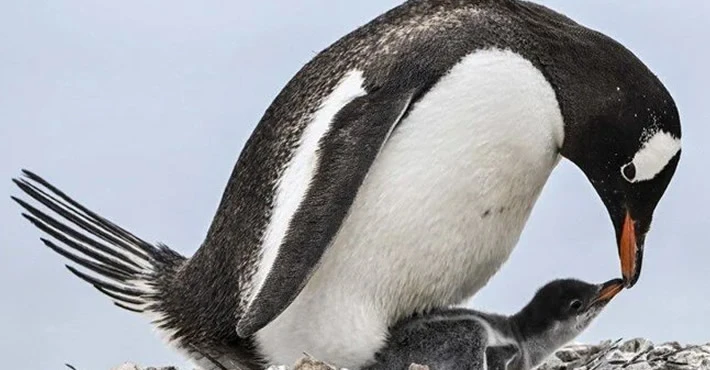 İmparator penguenlere "buz kırılması" tehdidi