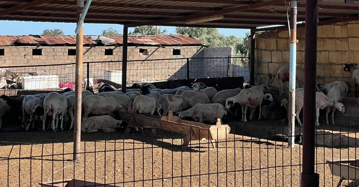 Bostancı Köyünde Köpek Saldırısı: 12 Koyun Telef Oldu, Zarar 120 Bin TL