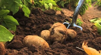 Sonbahar patates ekimi yapılan araziler için son beyan tarihi 15 Ekim…