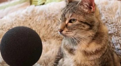 En yüksek sesle mırlama rekoru, tekir bir kedi tarafından kırıldı
