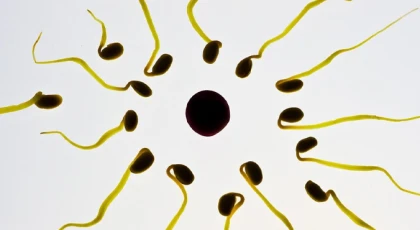 İnsan sperminin Newton'ın üçüncü hareket yasasını çiğnediği gözlemlendi