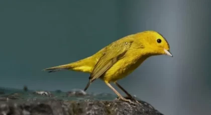 ABD ve Kanada'da onlarca kuş türünün adı değişiyor