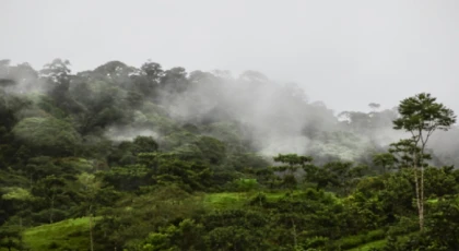 Brezilya Amazonlarında, 11 ayda ormansızlaştırma yüzde 22,3 azaldı