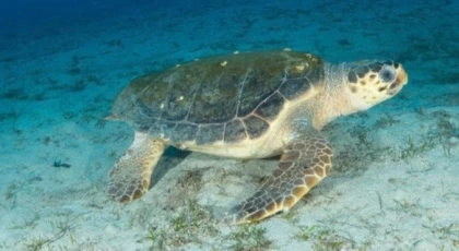 ODTÜ Kuzey Kıbrıs Kampüsü'nden bilim insanları, deniz kaplumbağalarını yapay zeka özellikli İHA'larla takip eden uygulama geliştirdi