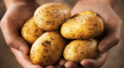 ​Patates beyanı yapılan başvuru formları, "Teslim Alma Fişi" karşılığında alınacak