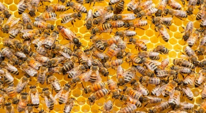 Ailesine “canavar” gördüğünü söylüyordu: Küçük kızın odasından on binlerce arı çıktı