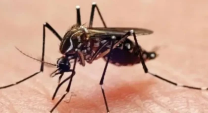 Sivrisineklerden kurtulmanın doğal yolları